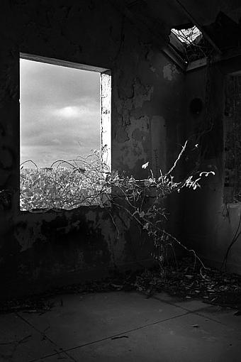 View from Within,&quot;Vines through a Window&quot;-1006-0215x.jpg