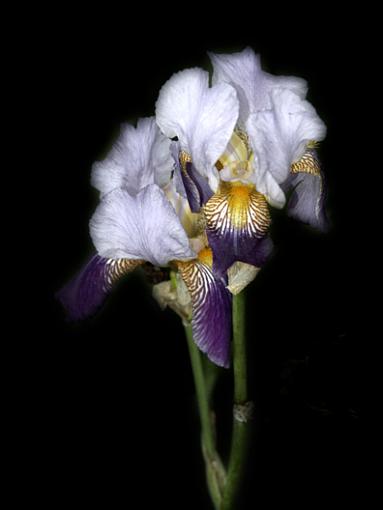 Iris-_dsc268350des9.jpg