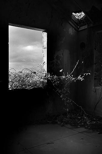 View from Within,&quot;Vines through a Window&quot;-1006-0215x.jpg