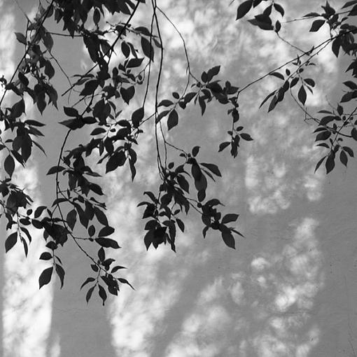 leafs/shadows-cropped-.jpg