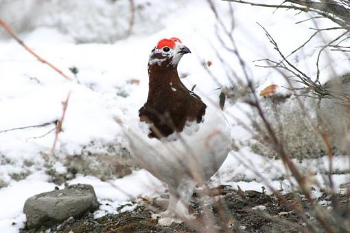 Ptarmigan-10d-2363.jpg