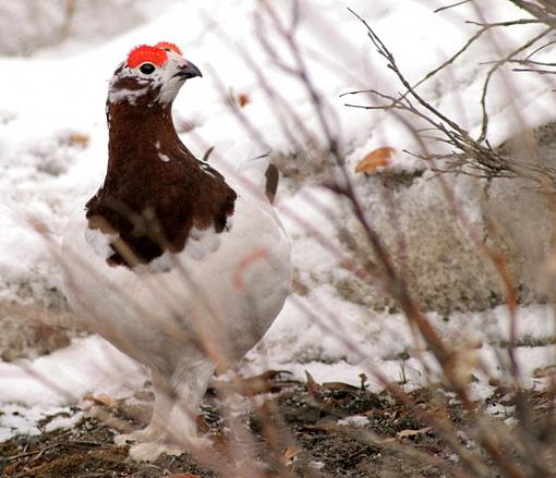 Ptarmigan-ptarmy-ii.jpg