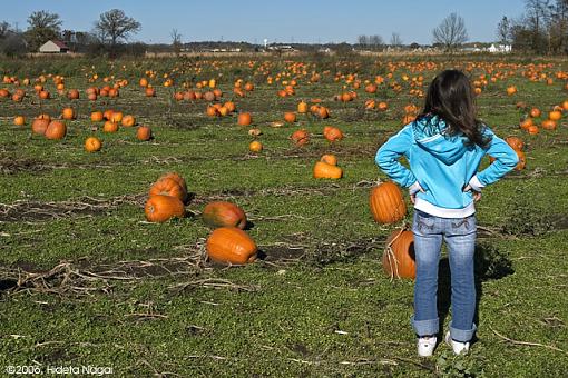 The Right One-pumpkin-patch-1.jpg