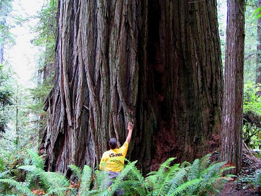 Redwood-redwoodtree.jpg