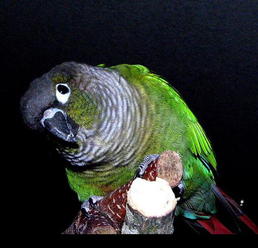 Gizmo-conure640.jpg