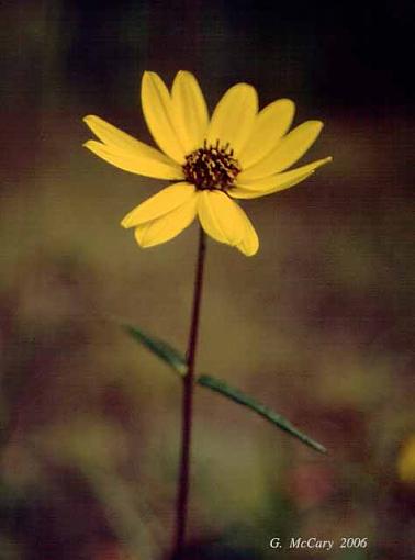 Last flower of the year.-yellowflowere605psas.jpg