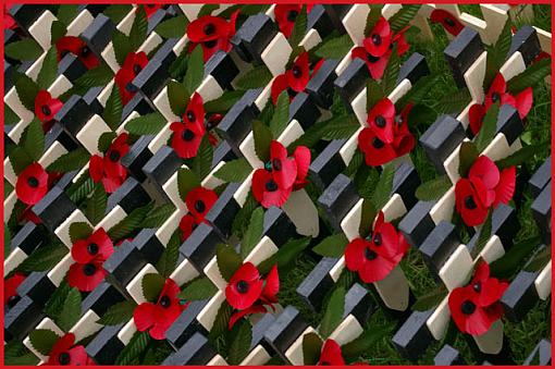 Armistice - Remember the Fallen-poppies-02-jpg.jpg