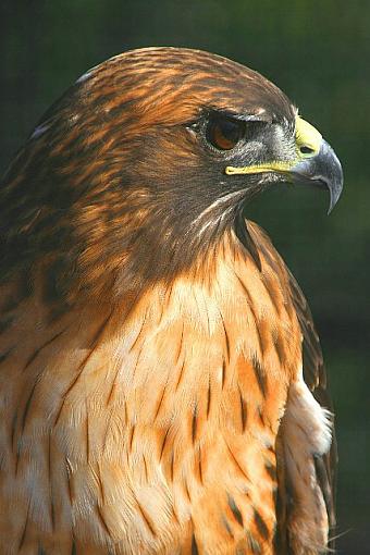 Chula Vista Nature Center-8725-adobe.jpg