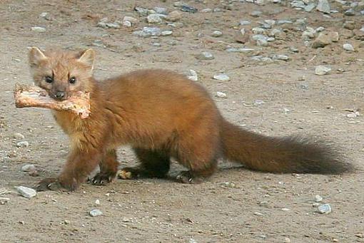 An American Marten in Canada-american-marten-bc.jpg