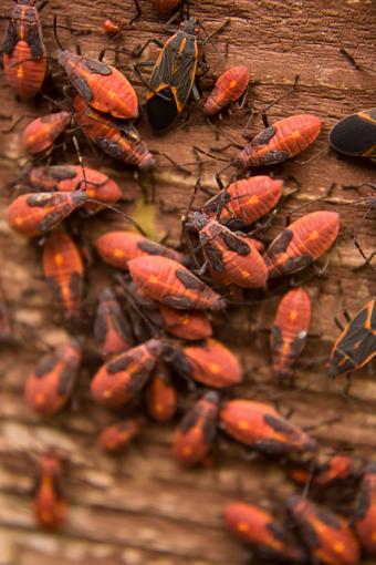 The Beetles-box-elder-beetles.jpg