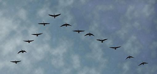 Heading South-geese-v.jpg