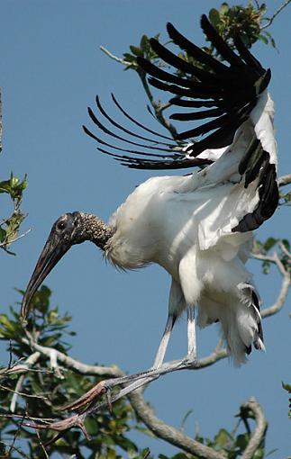 Wood Stork-wood_stork.jpg