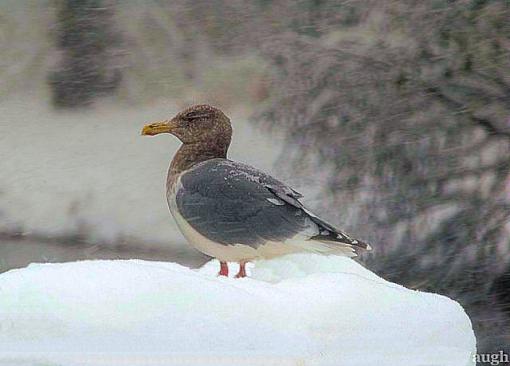 Waterfall and seagull in the snow-gullwaugh.jpg