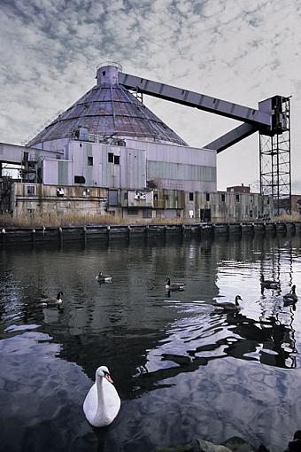 Mute Swan in RedHook, Brooklyn-1106-1220b.jpg