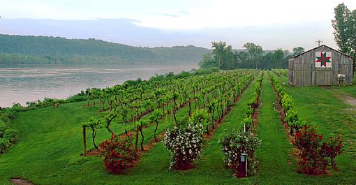 Vineyard by the River-vineyard-river-3.jpg