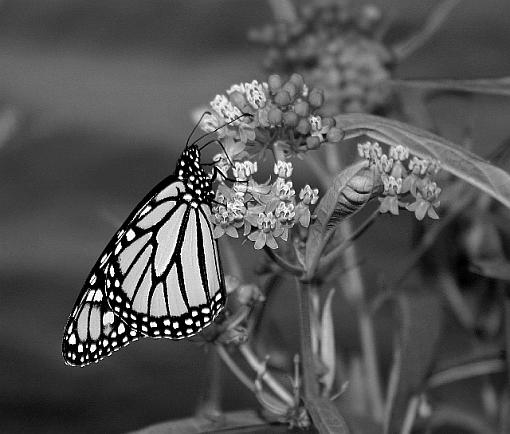 Monarch in b/w-monarch-bw.jpg