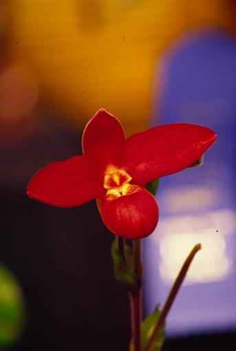 Click image for larger version.&nbsp;

Name:	Web~Red-Orchard~0206.jpg&nbsp;
Views:	51&nbsp;
Size:	98.8 KB&nbsp;
ID:	35394