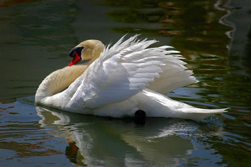 Mute Swan-muteswan.jpg