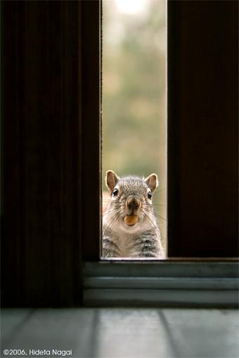 A Bit Accustomed-squirrel-crw3_0964.jpg