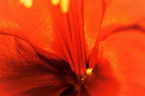 Red Lily-red_by_skyline315.jpg