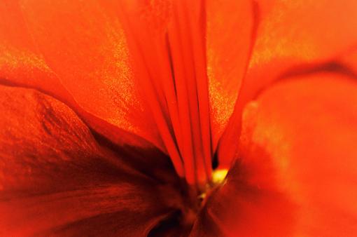 Red Lily-touched2.jpg