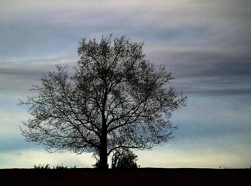 Tree against the sky-tree02as.jpg