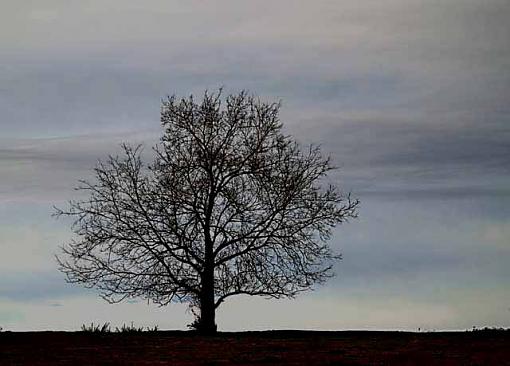 Tree against the sky-tree05ev.jpg