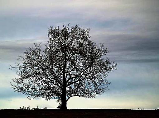 Tree against the sky-tree06ev.jpg