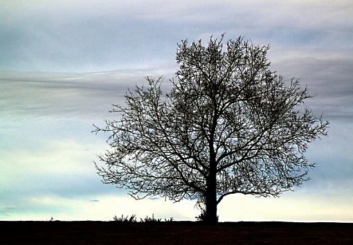 Tree against the sky-treeev11as.jpg