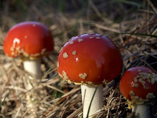 Toadstools...-_1090406.jpg