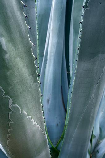 Throat Of The Yucca-0055.jpg