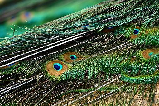 Peacock Feathers-0224.jpg