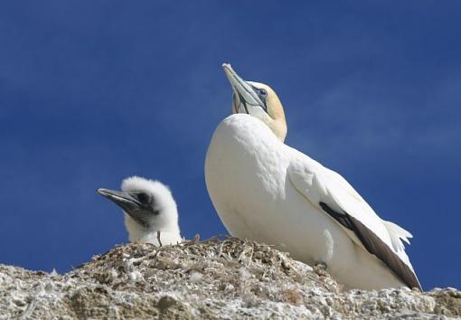 Gannets-birds.jpg