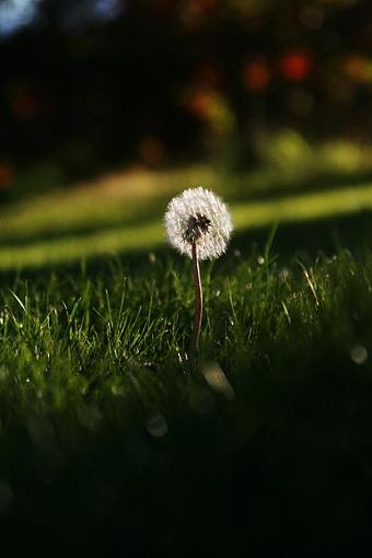 Dandelion series-dandelion2.jpg