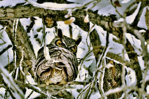 Cold Owl-afdlips-owl.jpg