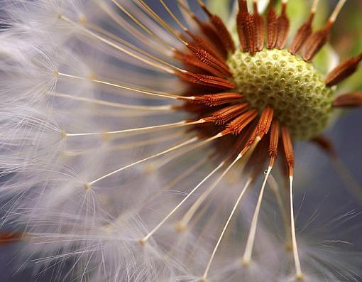 Dandy Lions-pict5126.jpg