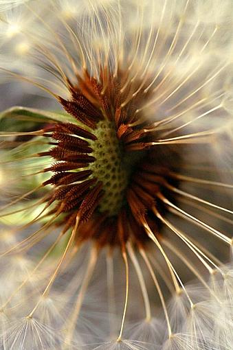 Dandy Lions-pict5128.jpg