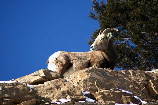 Big Horn Sheep-img_8655-2.jpg