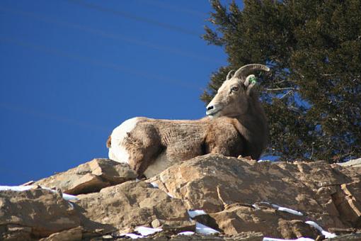 Big Horn Sheep-img_8655-3.jpg