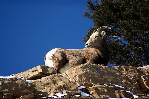 Big Horn Sheep-img_8655-no-powerlines-small.jpg