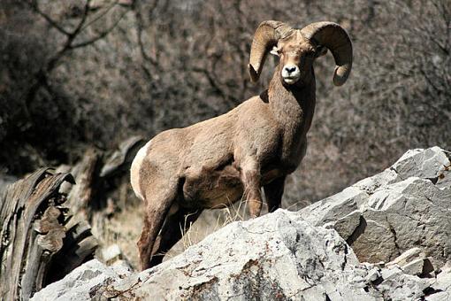 Big Horn Sheep-img_8510-640.jpg