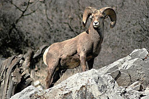 Big Horn Sheep-img_8510-640b.jpg