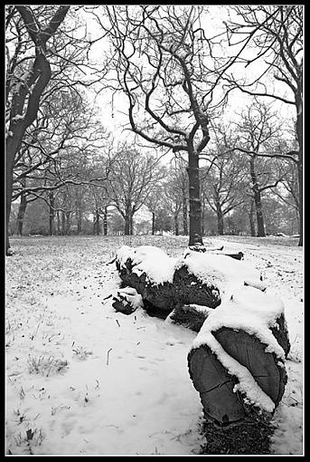 Snow In Our Park-dcf.jpg