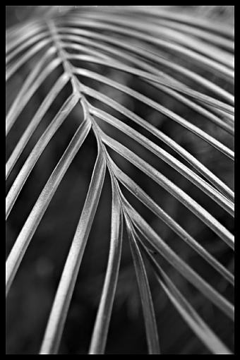 black and white (plant)-img_8794bw1a.jpg