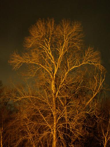 Night Tree-nighttreeas.jpg