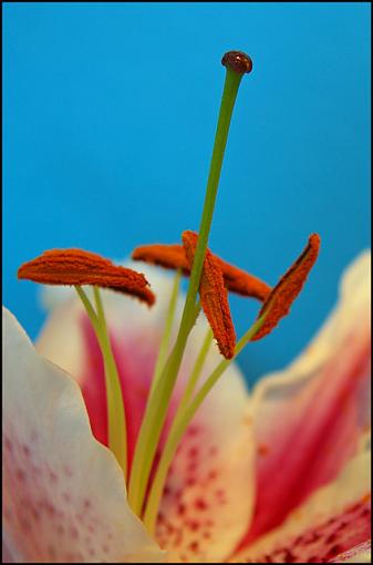 Experimenting with Flowers-lily-jpg.jpg