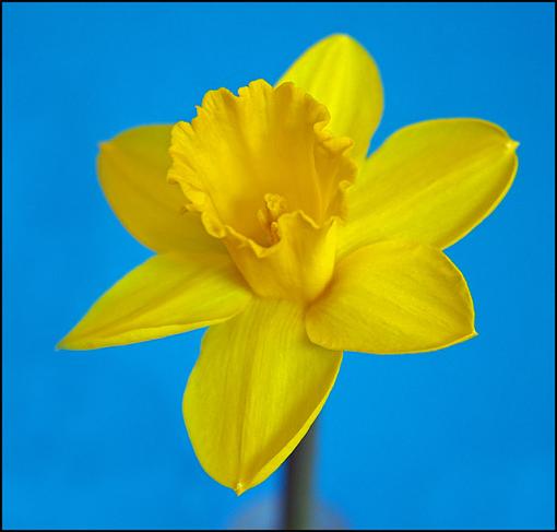 Experimenting with Flowers-daff-jpg.jpg