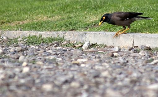 Bird &quot;Suicide&quot;-bird-suicide.jpg