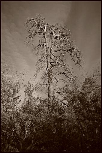 Tree in sepia-img_9017_sepia_640.jpg