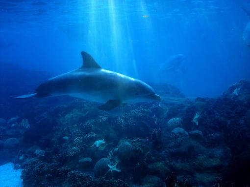 Underwater Dolphin-dolphin.jpg